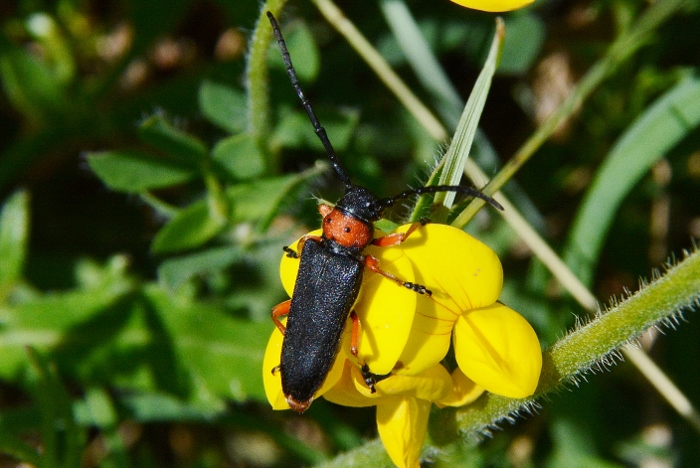 Oberea oculata ? No, Musaria affinis nigrohirta